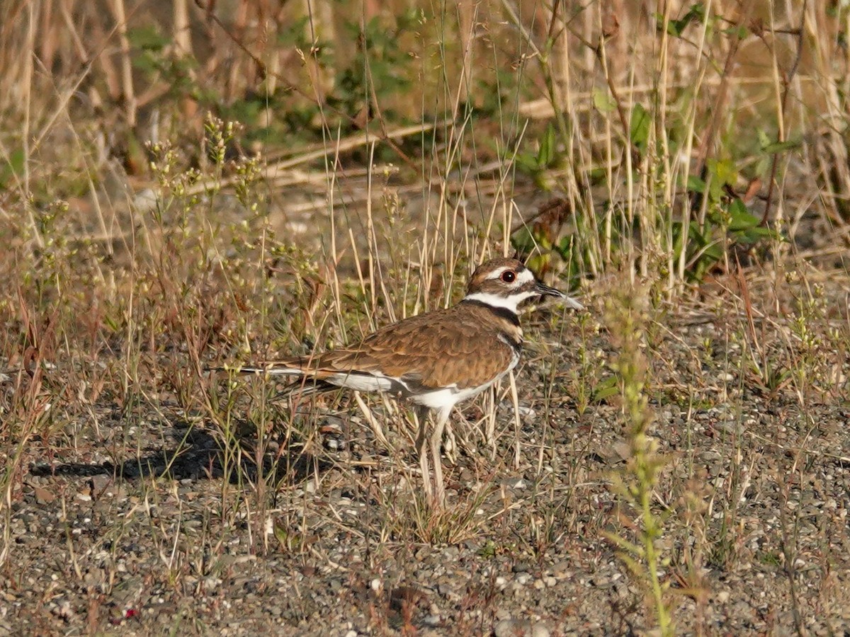 Killdeer - ML642041463
