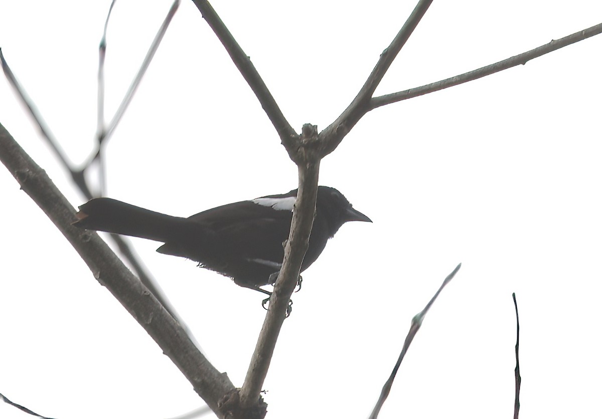 White-shouldered Tanager - ML642041468