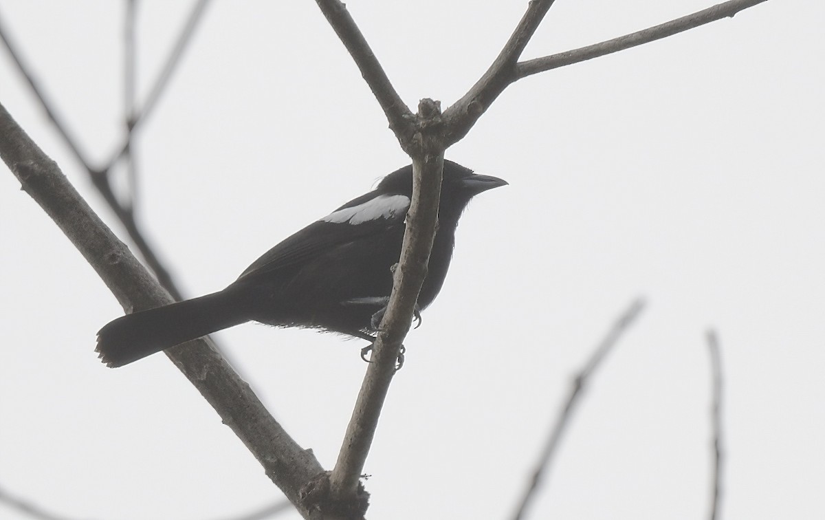 White-shouldered Tanager - ML642041469