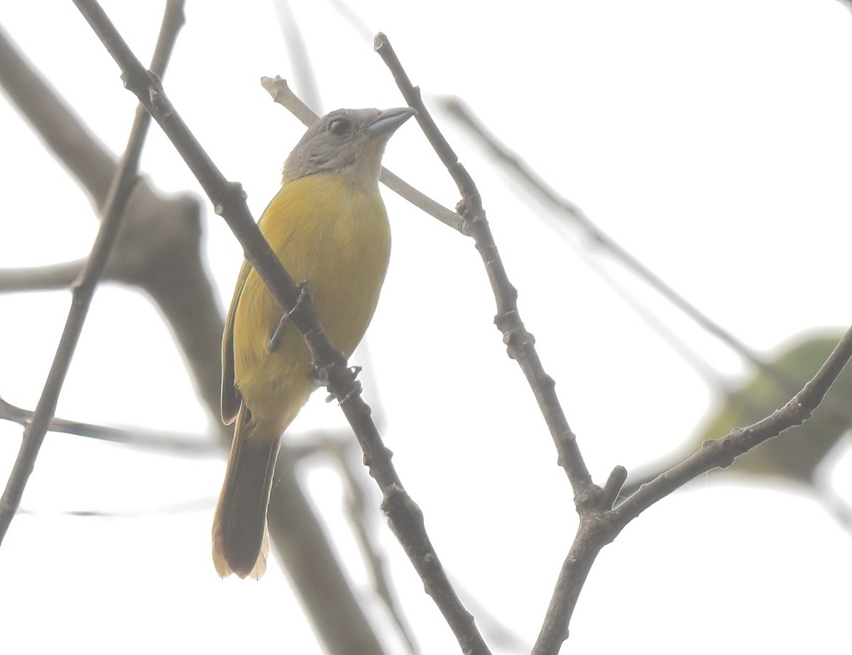 White-shouldered Tanager - ML642041470