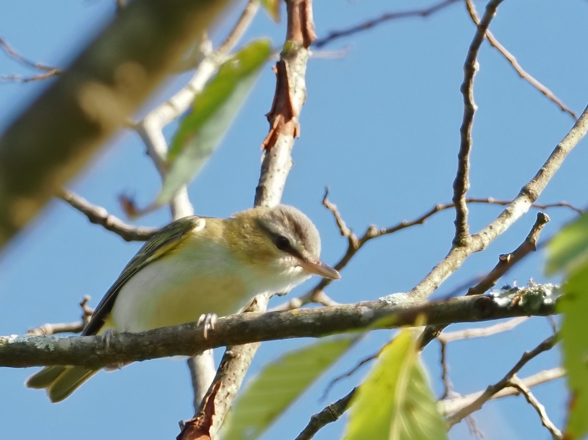 Warbling Vireo - ML642041476