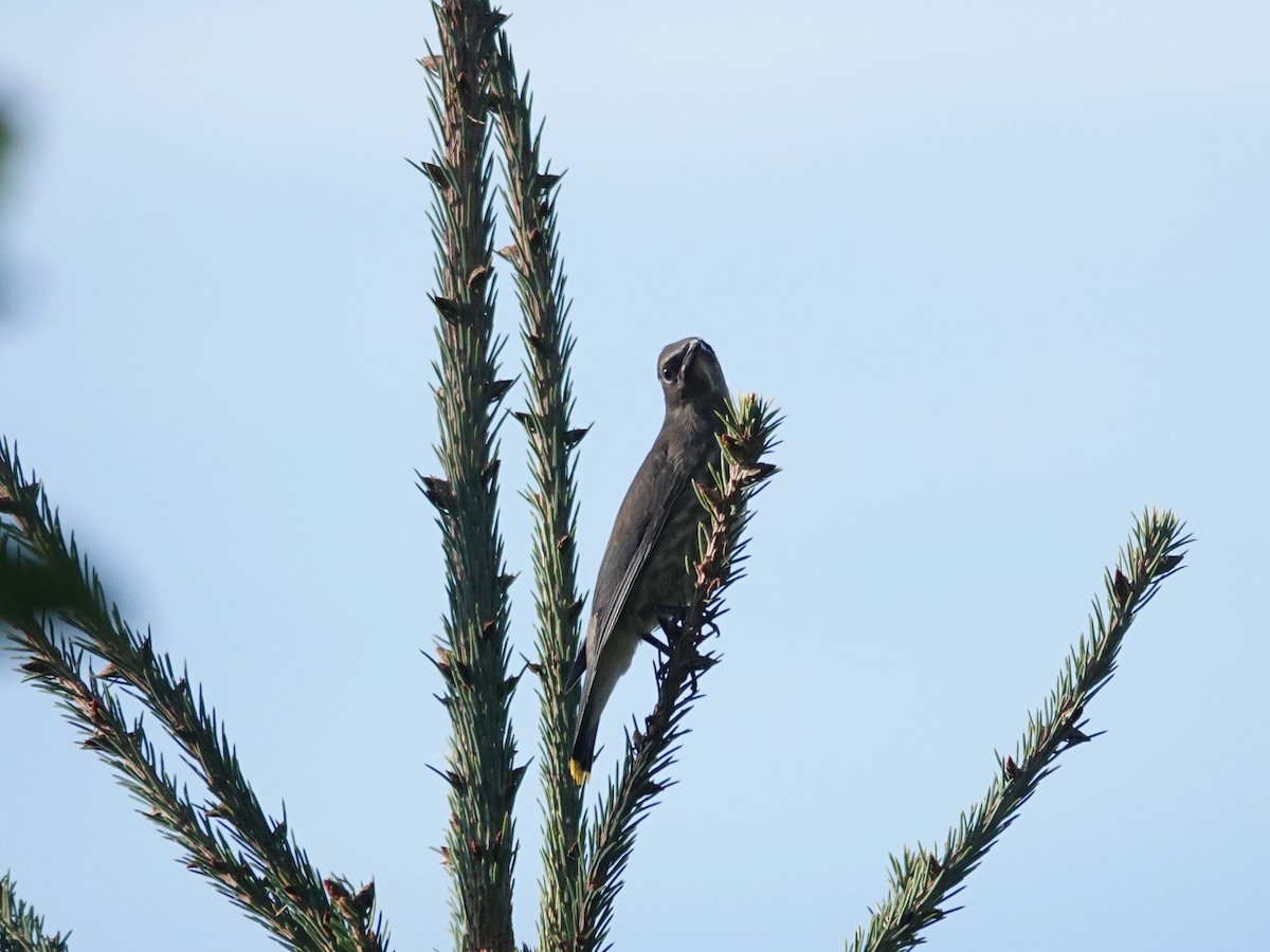 Cedar Waxwing - ML642041481
