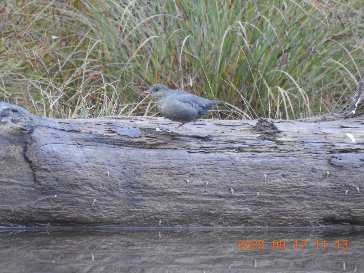 American Dipper - ML642041483