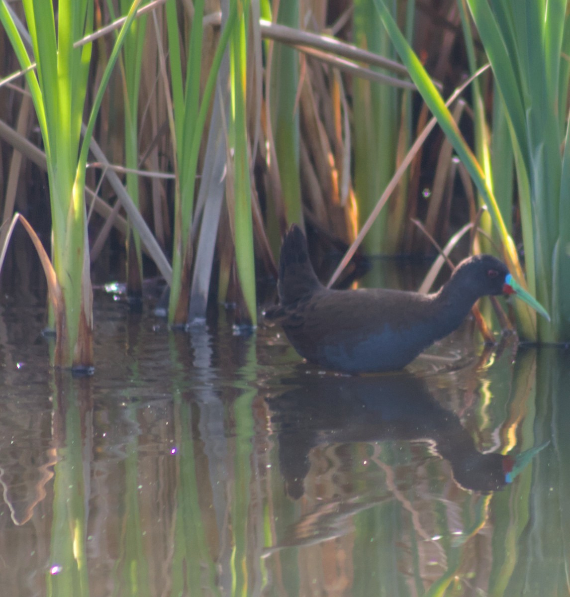Plumbeous Rail - ML642041490