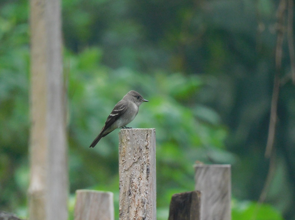 Western Wood-Pewee - ML642041494