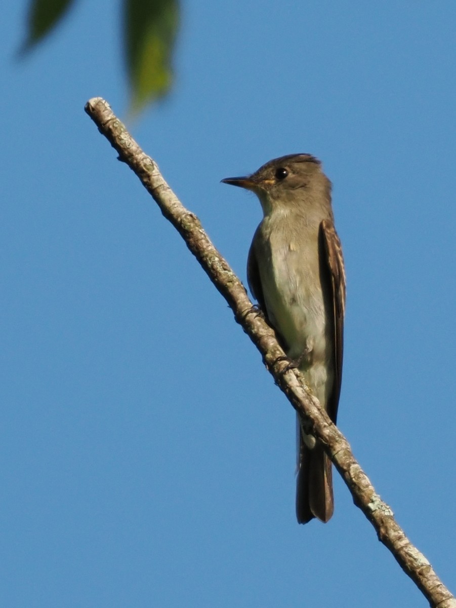 Eastern Wood-Pewee - ML642041499