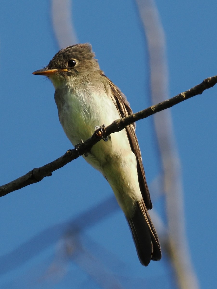 Eastern Wood-Pewee - ML642041500