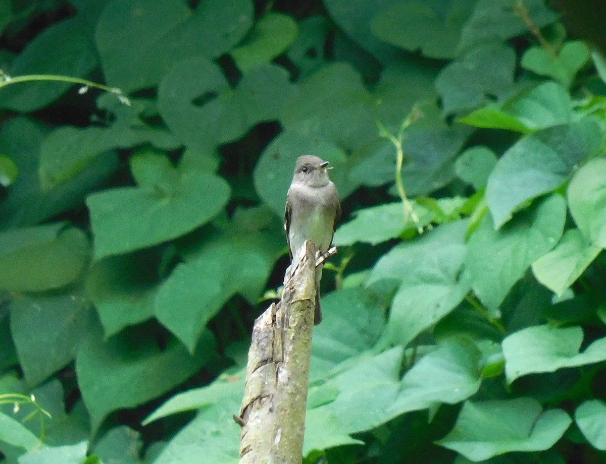Western Wood-Pewee - ML642041503