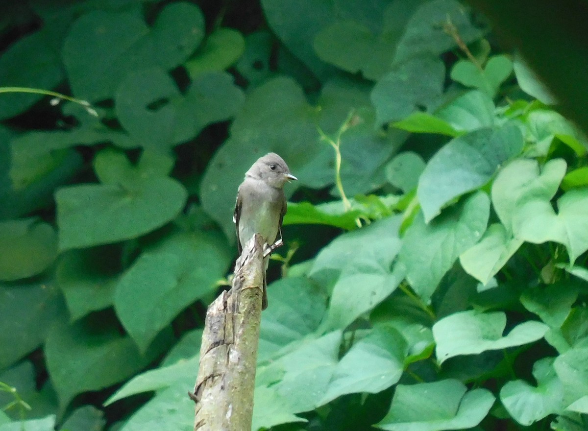 Western Wood-Pewee - ML642041504