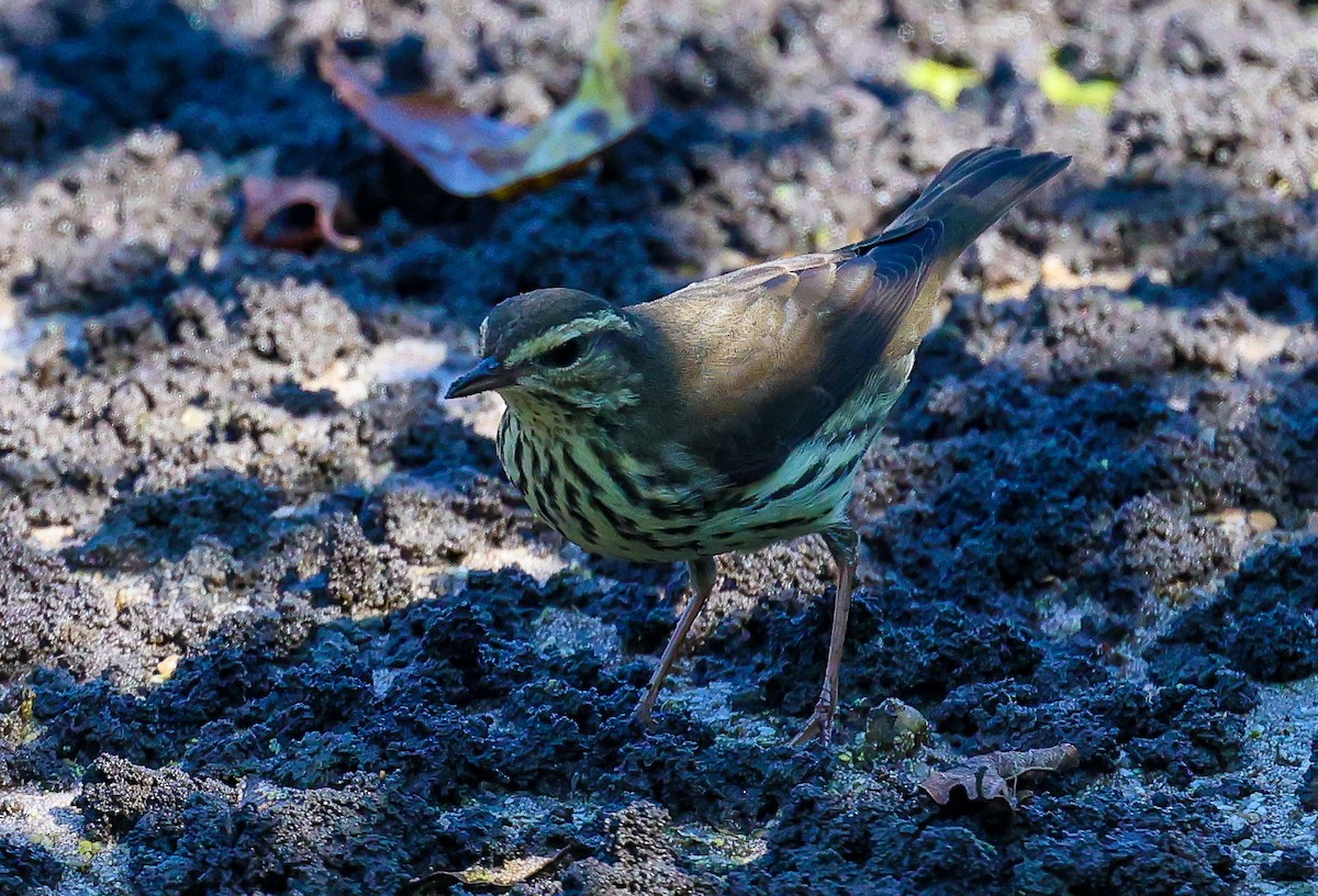 Northern Waterthrush - ML642041505