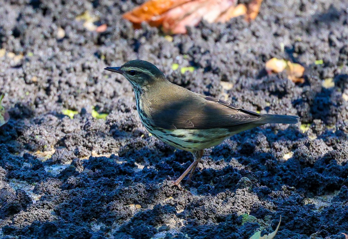 Northern Waterthrush - ML642041506