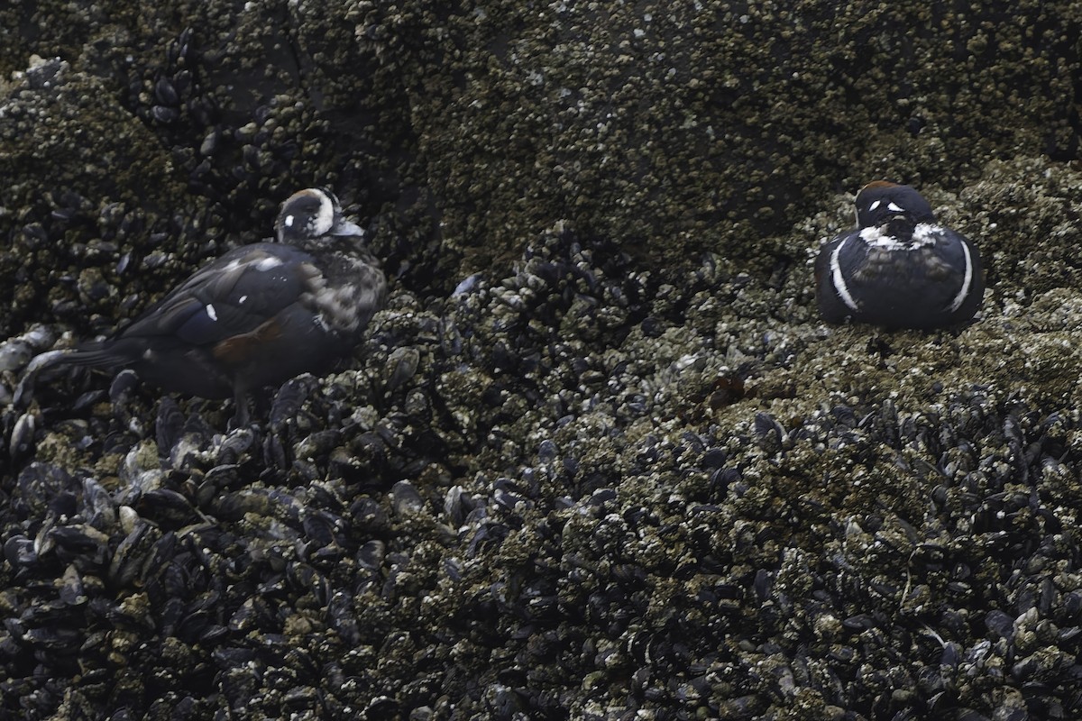 Harlequin Duck - ML642041509