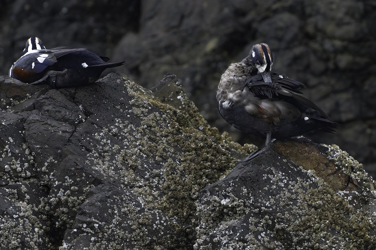 Harlequin Duck - ML642041510