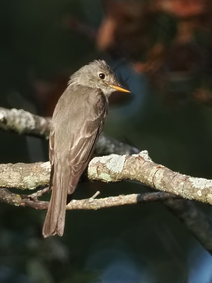 Eastern Wood-Pewee - ML642041513