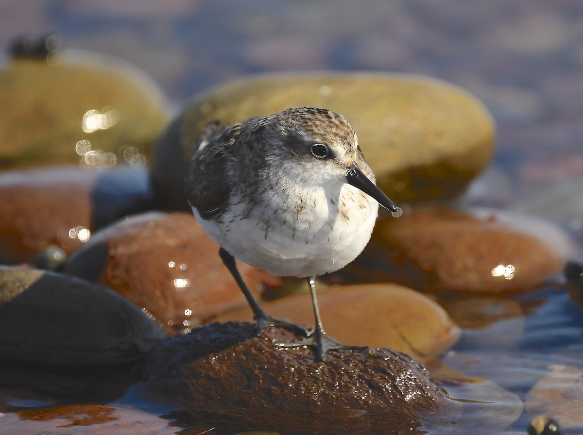 Semipalmated Sandpiper - ML642041521