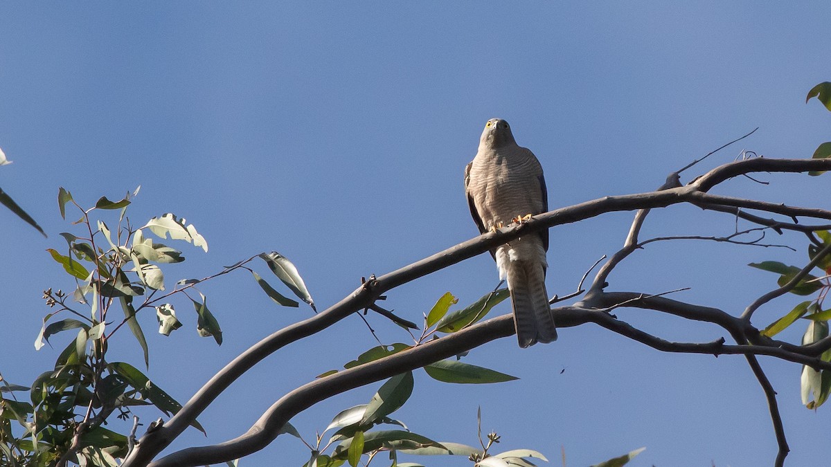 Collared Sparrowhawk - ML642041528