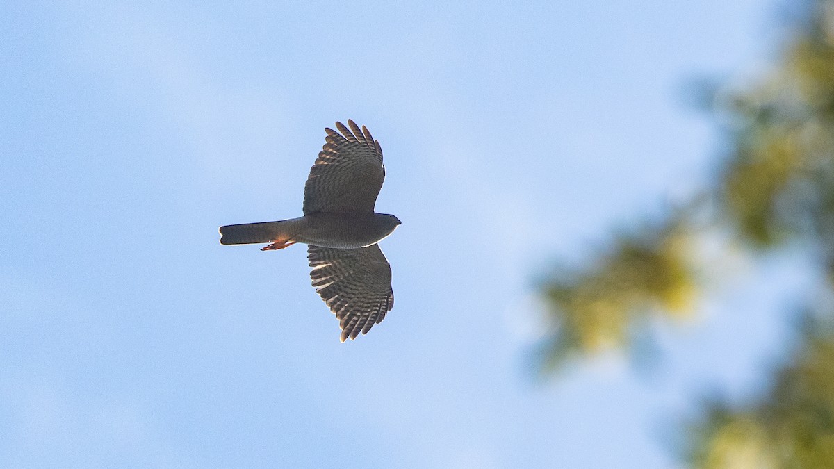 Collared Sparrowhawk - ML642041529
