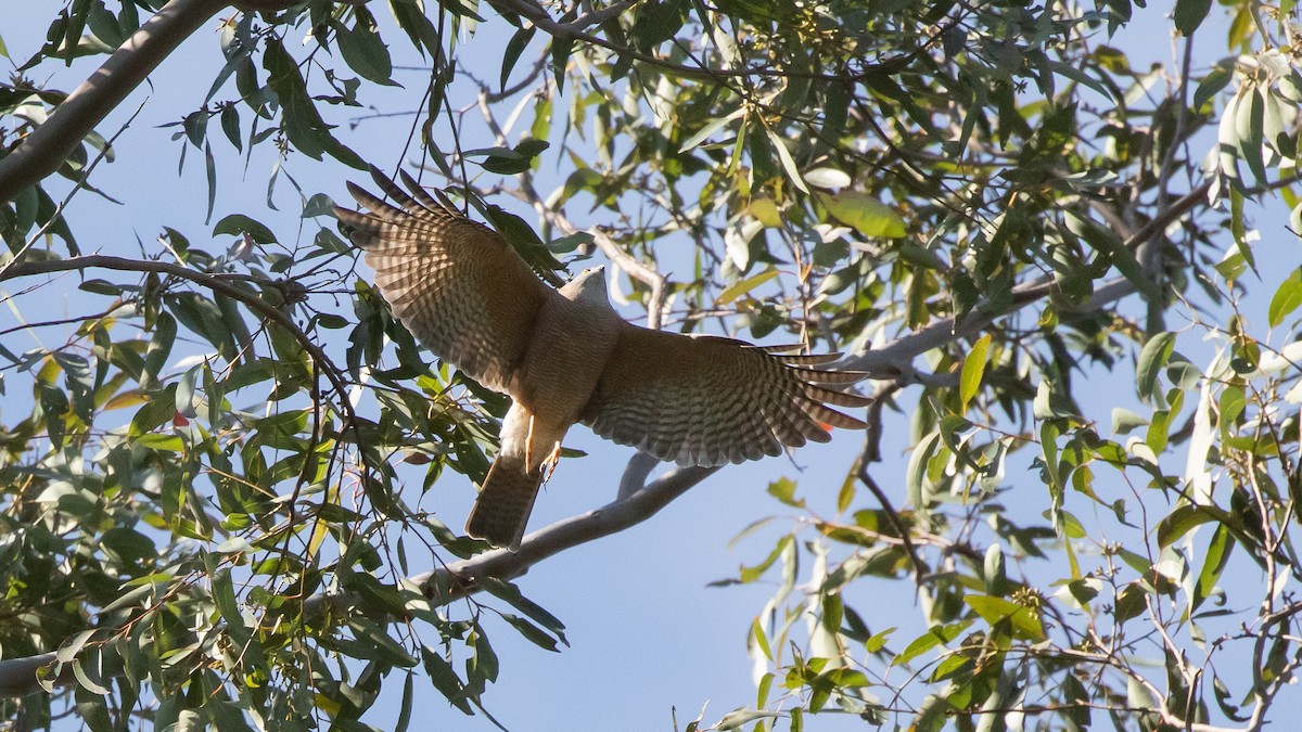 Collared Sparrowhawk - ML642041530