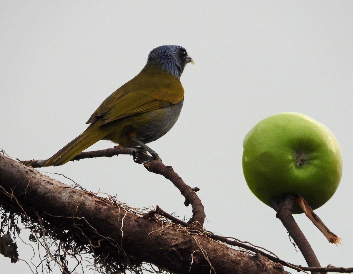 Blue-capped Tanager - ML642041532