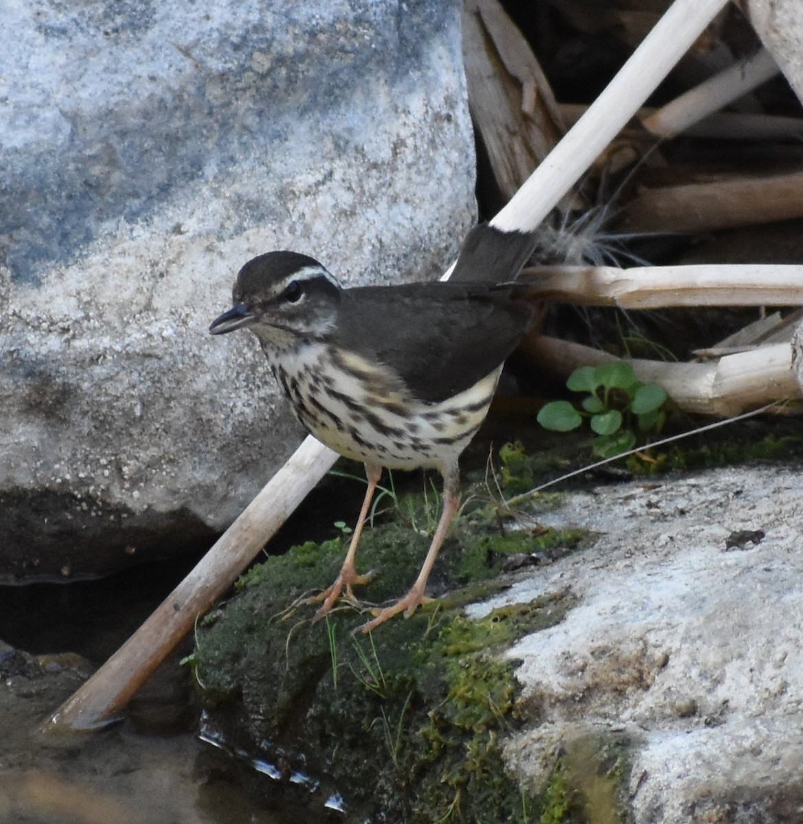 Louisiana Waterthrush - ML642041537
