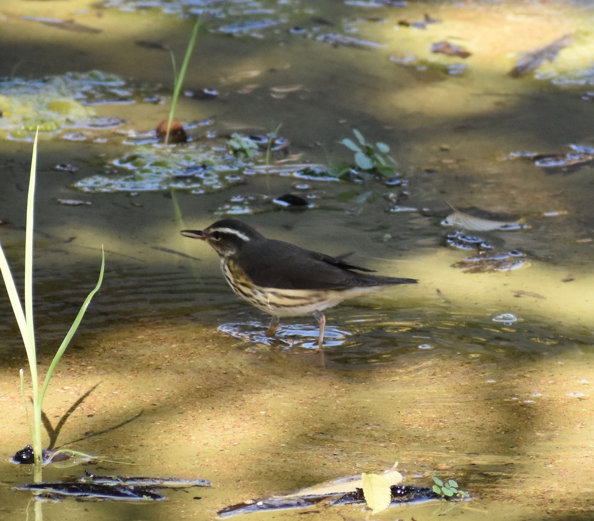 Louisiana Waterthrush - ML642041538