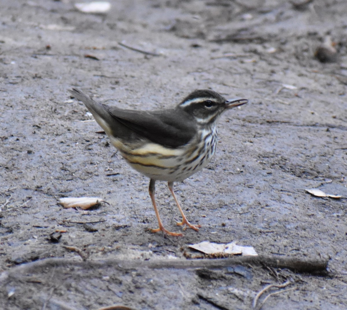 Louisiana Waterthrush - ML642041539