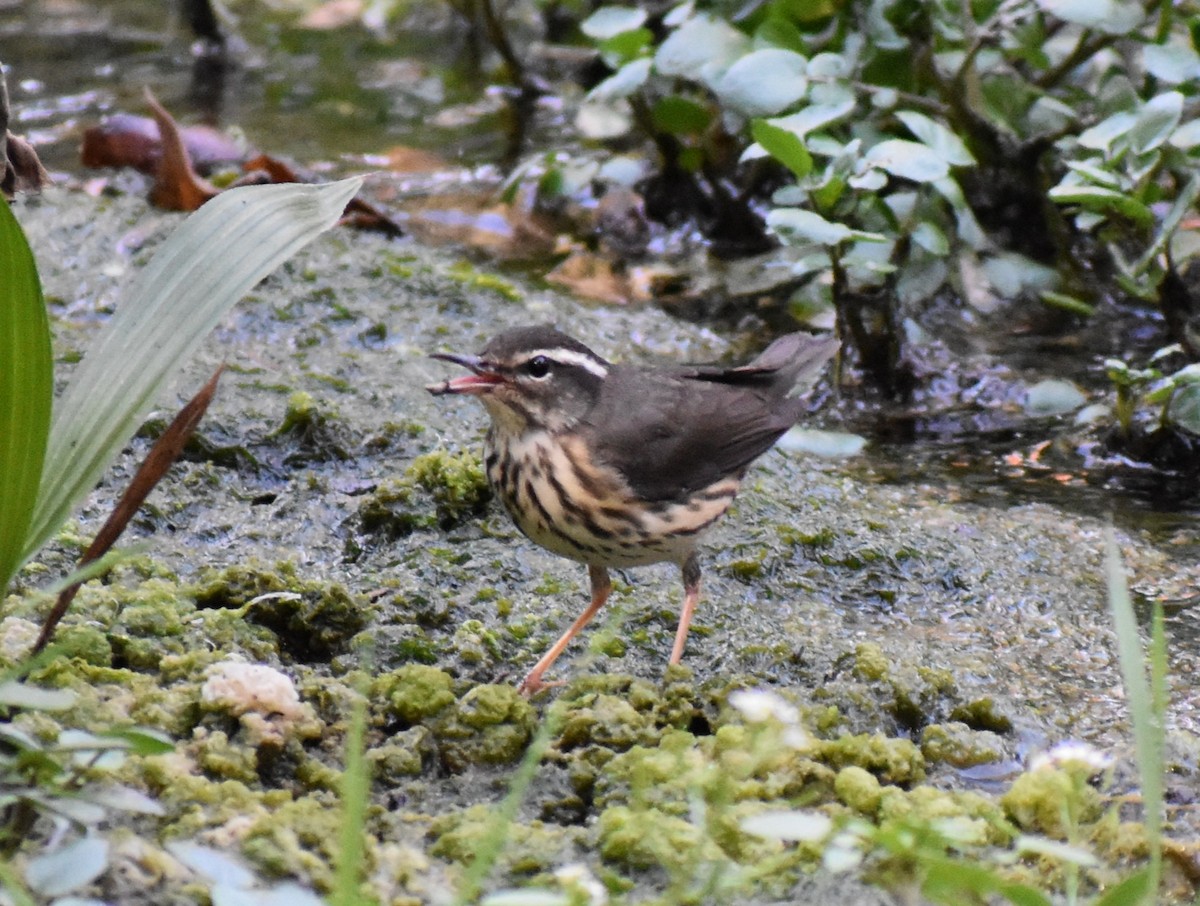 Louisiana Waterthrush - ML642041540