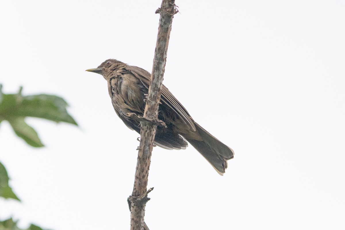 Clay-colored Thrush - ML642041544