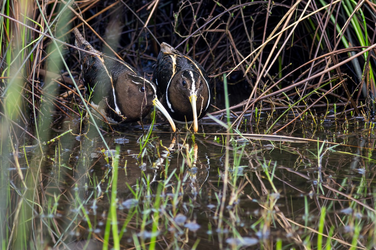 South American Painted-Snipe - ML642041560