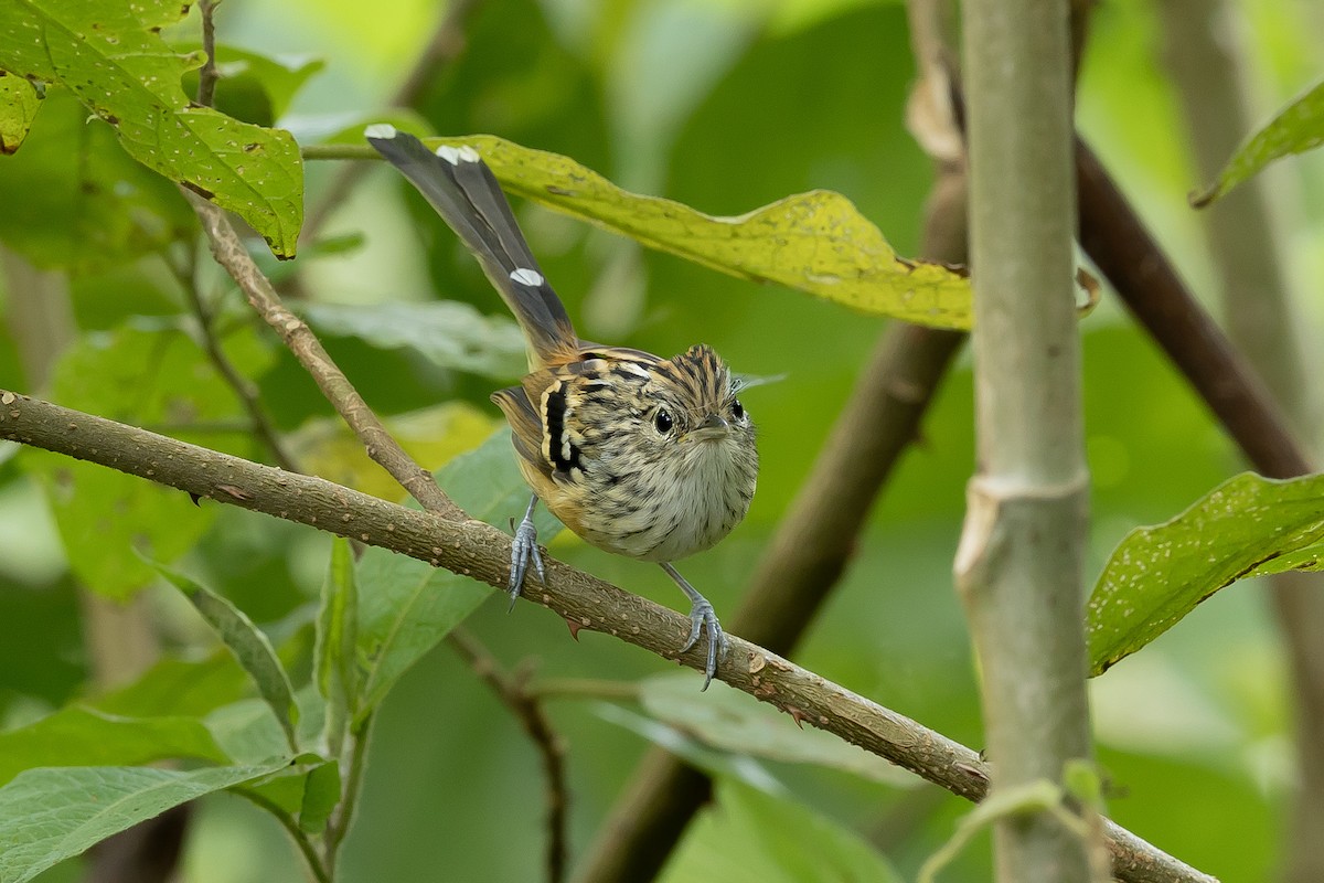 Klages's Antbird - ML642041572