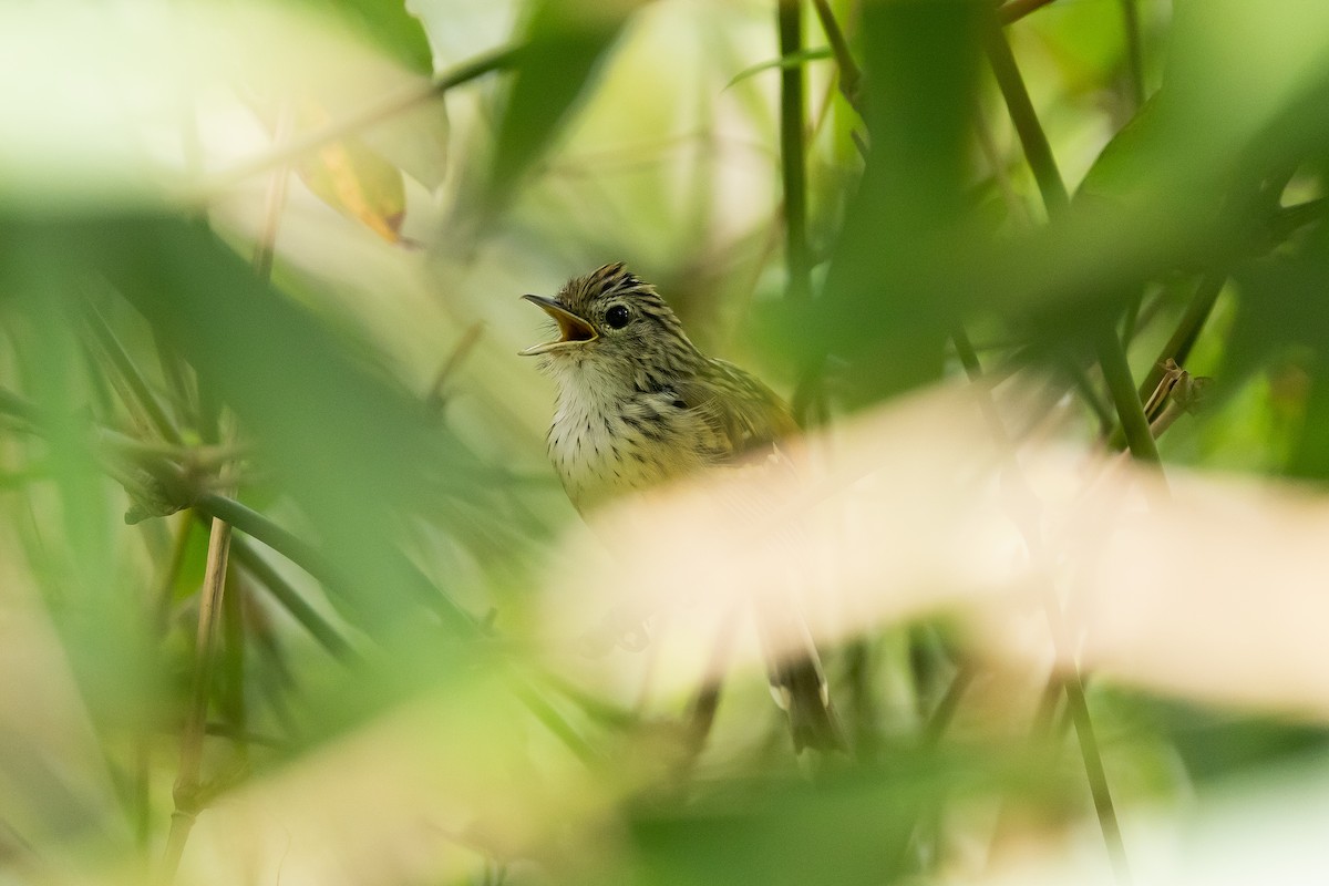 Klages's Antbird - ML642041573