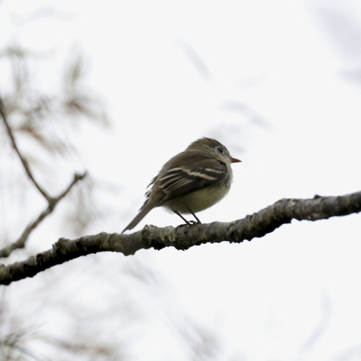 Least Flycatcher - ML642041576