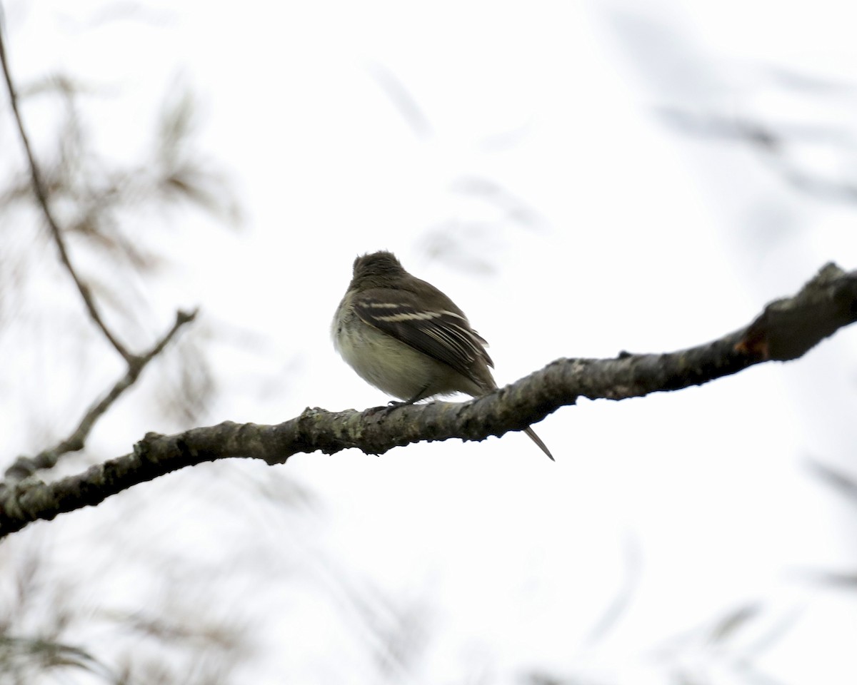 Least Flycatcher - ML642041577