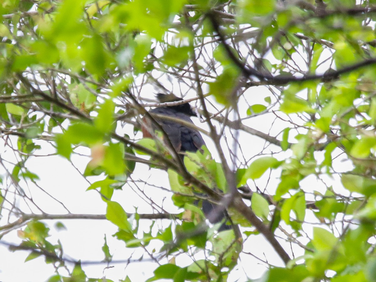 Chestnut-winged Cuckoo - ML642041584