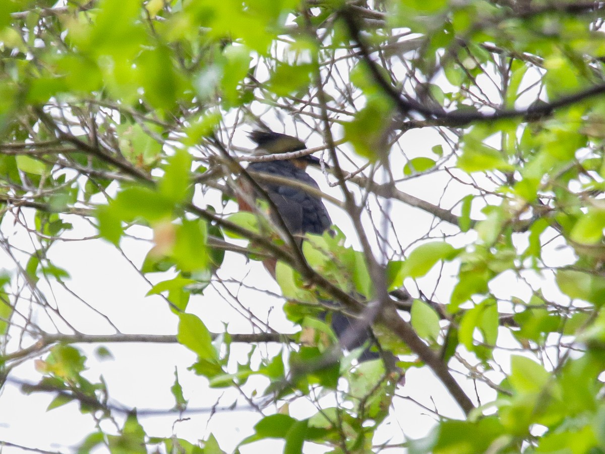 Chestnut-winged Cuckoo - ML642041585