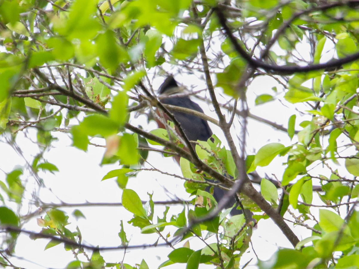Chestnut-winged Cuckoo - ML642041586