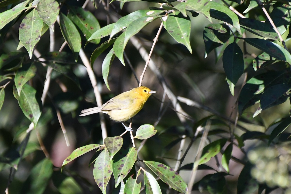 Orange-headed Tanager - ML642041600