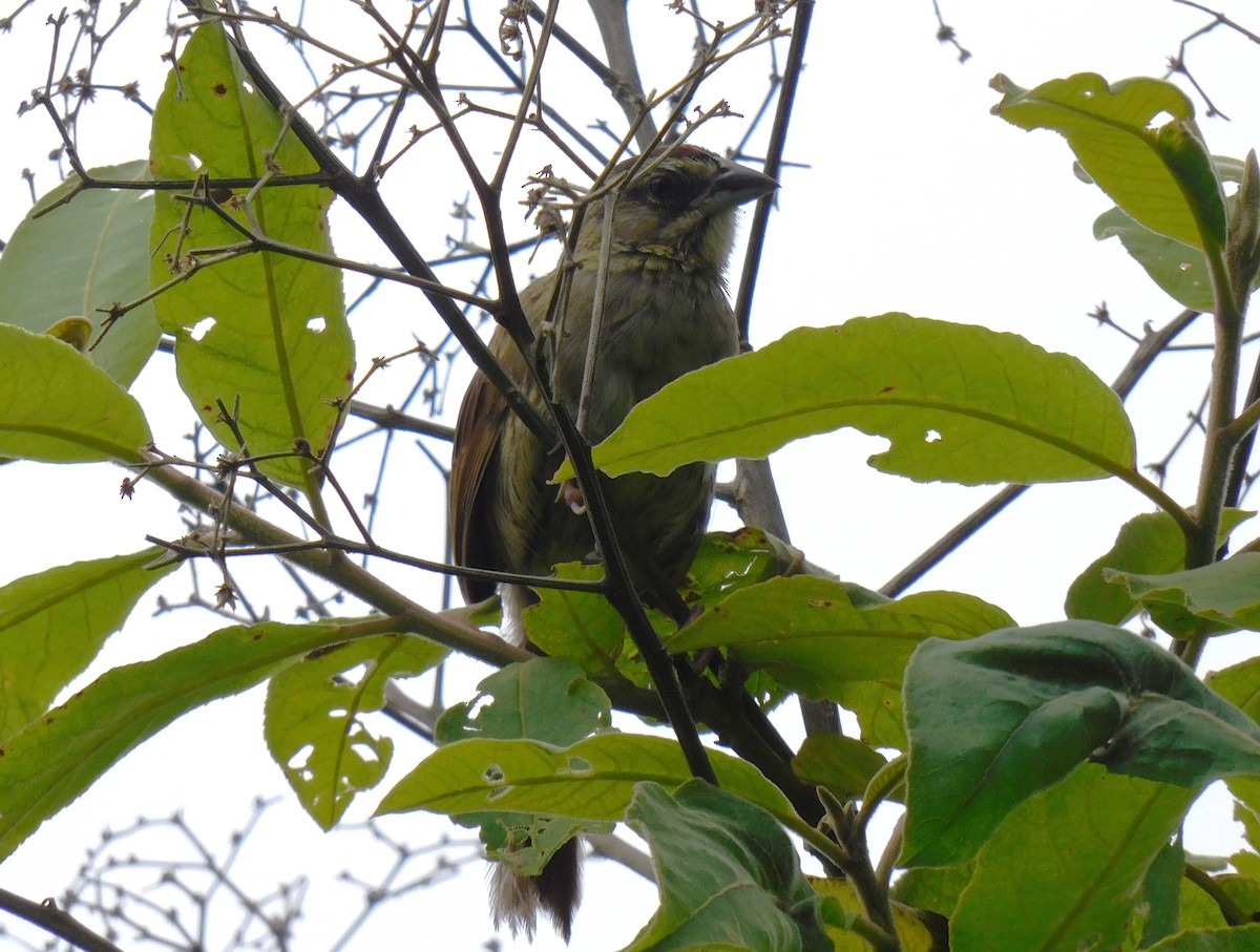 Rusty Sparrow - ML642041611