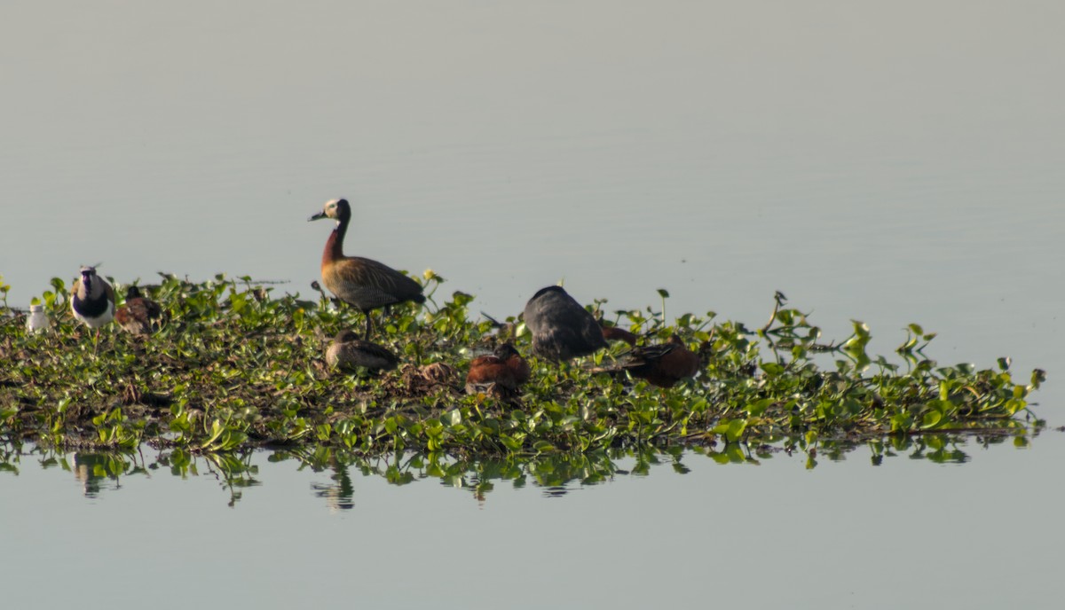 White-faced Whistling-Duck - ML642041617