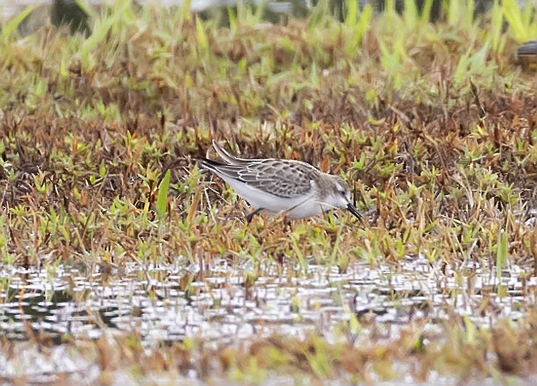 Semipalmated Sandpiper - ML642041651