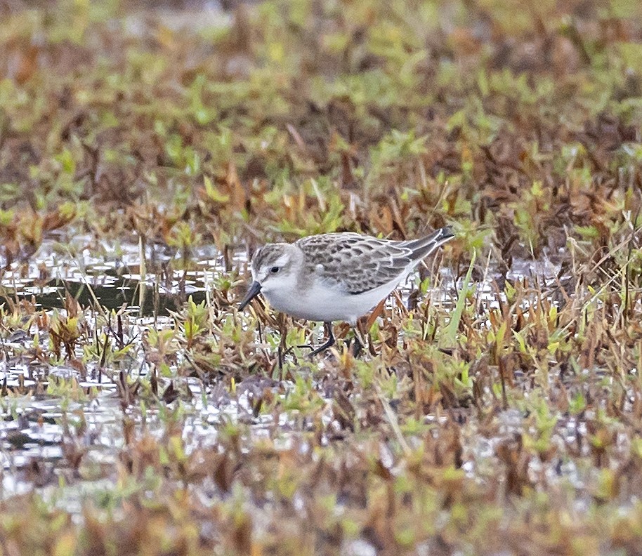 Semipalmated Sandpiper - ML642041652