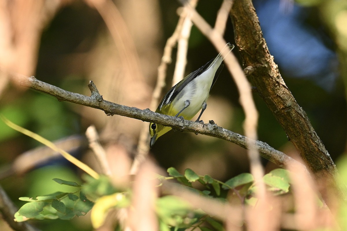 Yellow-throated Vireo - ML642041653