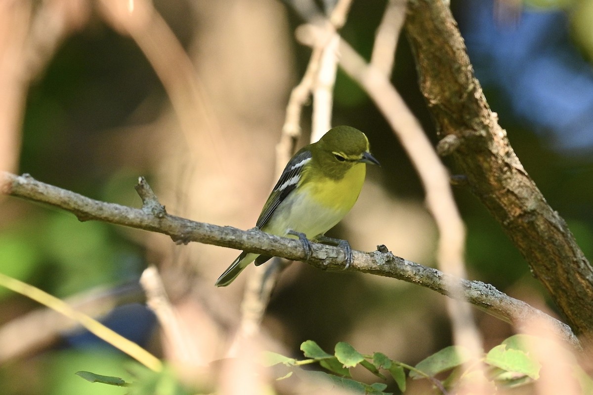 Yellow-throated Vireo - ML642041660