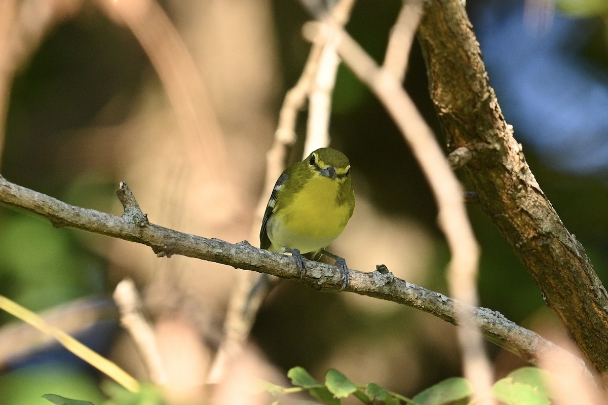 Yellow-throated Vireo - ML642041666