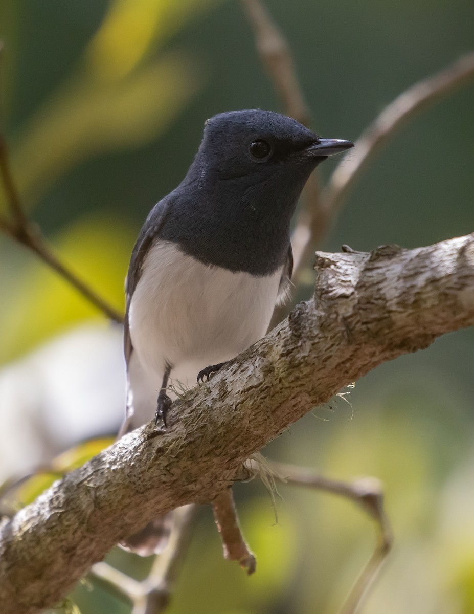 Leaden Flycatcher - ML642041672