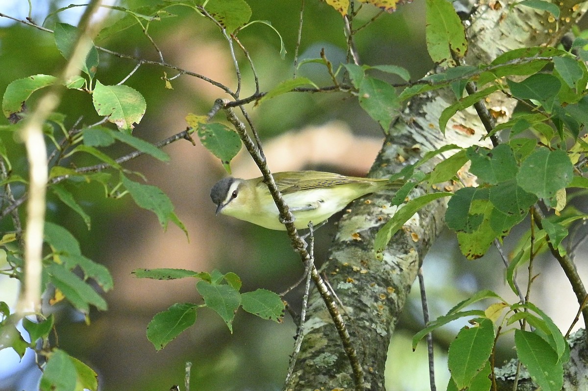 Red-eyed Vireo - ML642041674