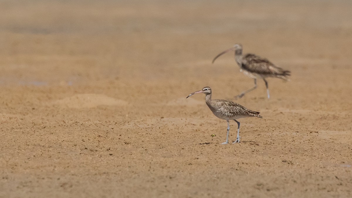 Eurasian Whimbrel - ML642041678