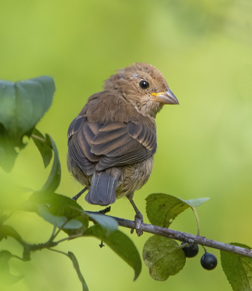 Indigo Bunting - ML642041681