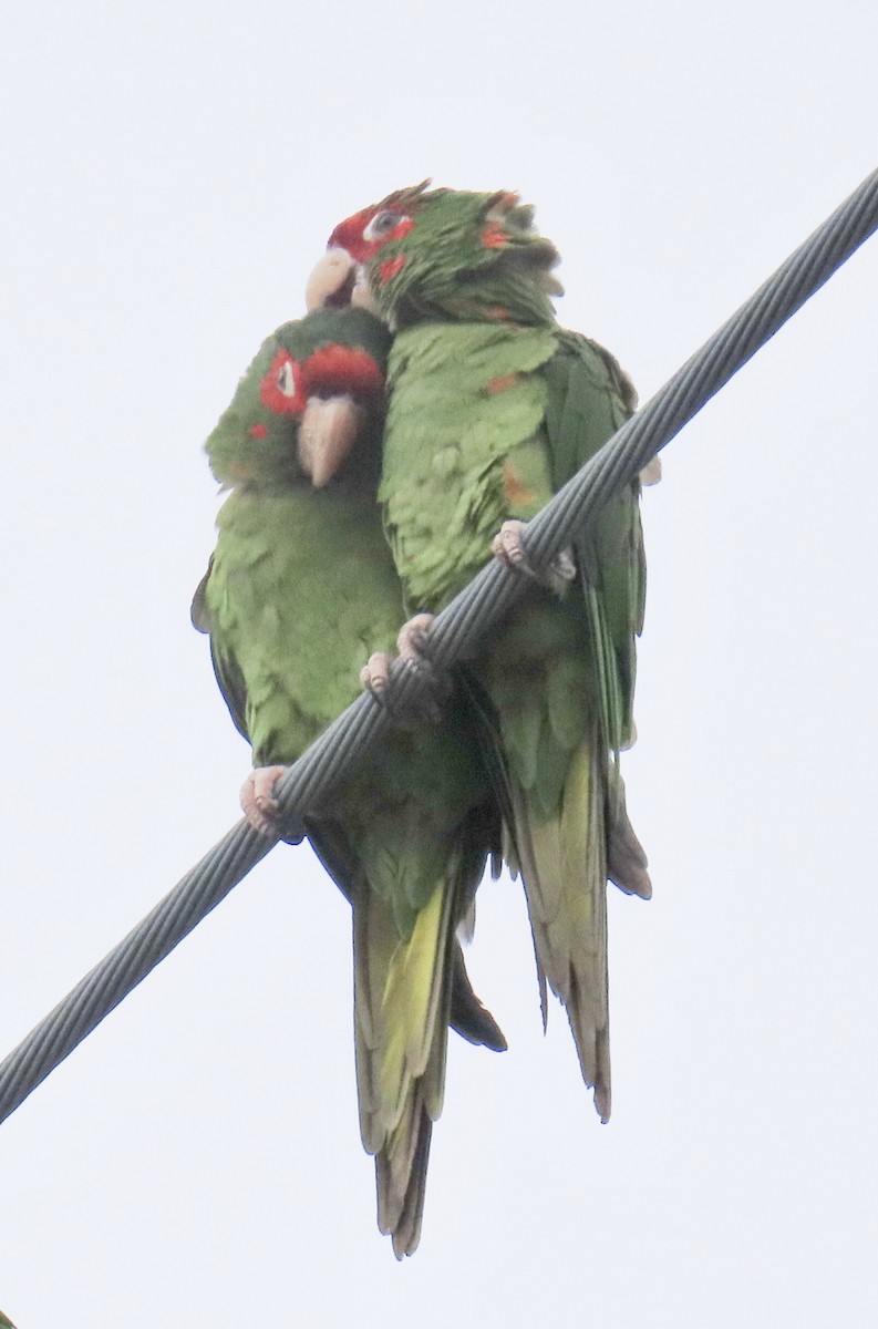 Mitred Parakeet - ML642041682