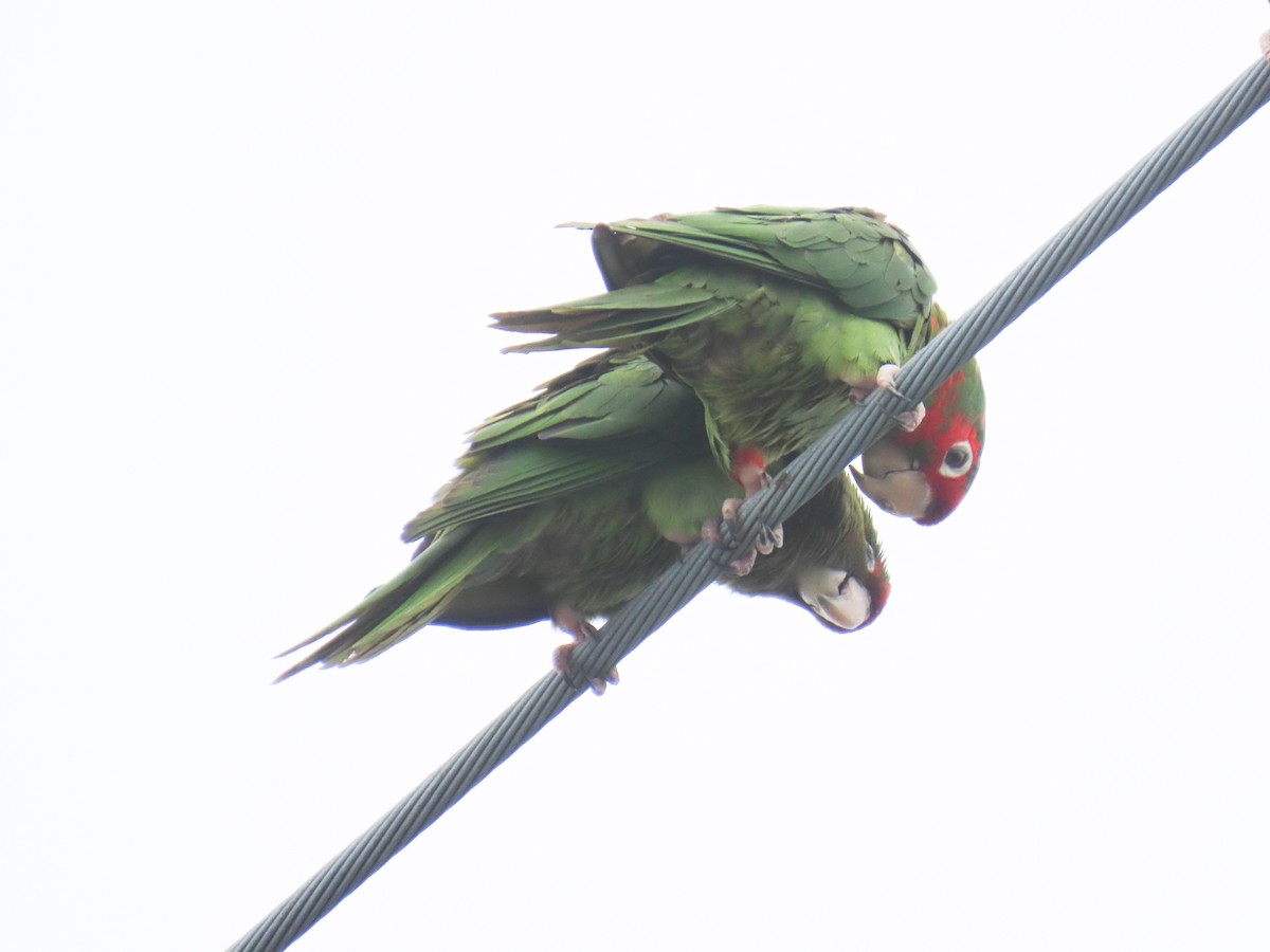 Mitred Parakeet - ML642041683
